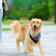 thumbnail image 5 of Correa Para , Correa De Tracción Para Mascotas, Color Y Negro, Acolchado, Resistente A Los Tirones, Hebilla Usable De 360 ​​​​grados Para Golden Retriever Para, 5 of 7