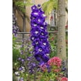 thumbnail image 2 of Seedville 500 Purple Rocket Larkspur Delphinium Flower Seed, Attracts Bees, Butterflies, Birds, 2 of 8