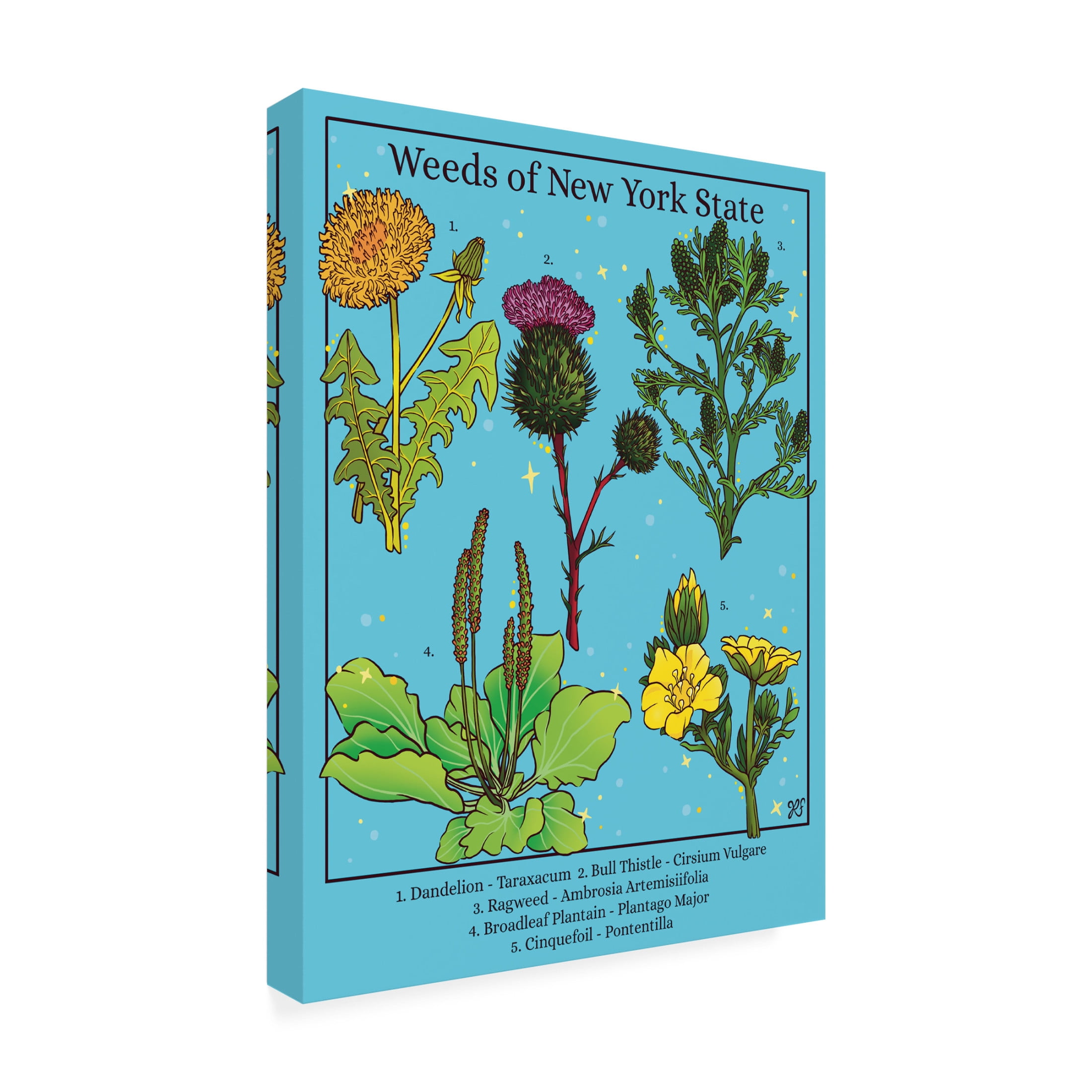 Canvas Wall Art - Rachel Feirman 'Weeds of New York State' Wall Art for Living Room, Bedroom, or Office Décor by Trademark Fine Art - 18 x 24 Inches