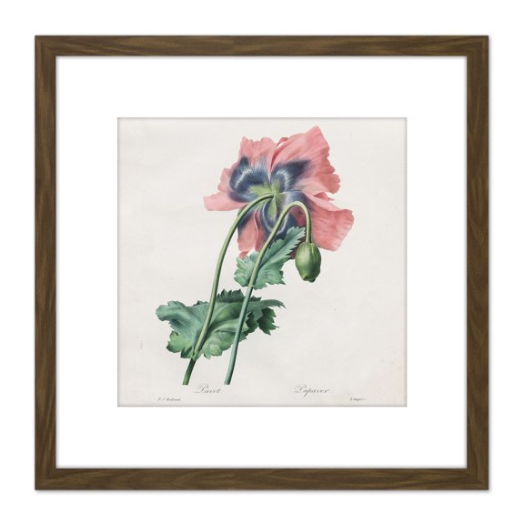 Langlois After Pierre Joseph Redoute Poppy 8X8 Inch Square Wooden Framed Wall Art Print Picture with Mount