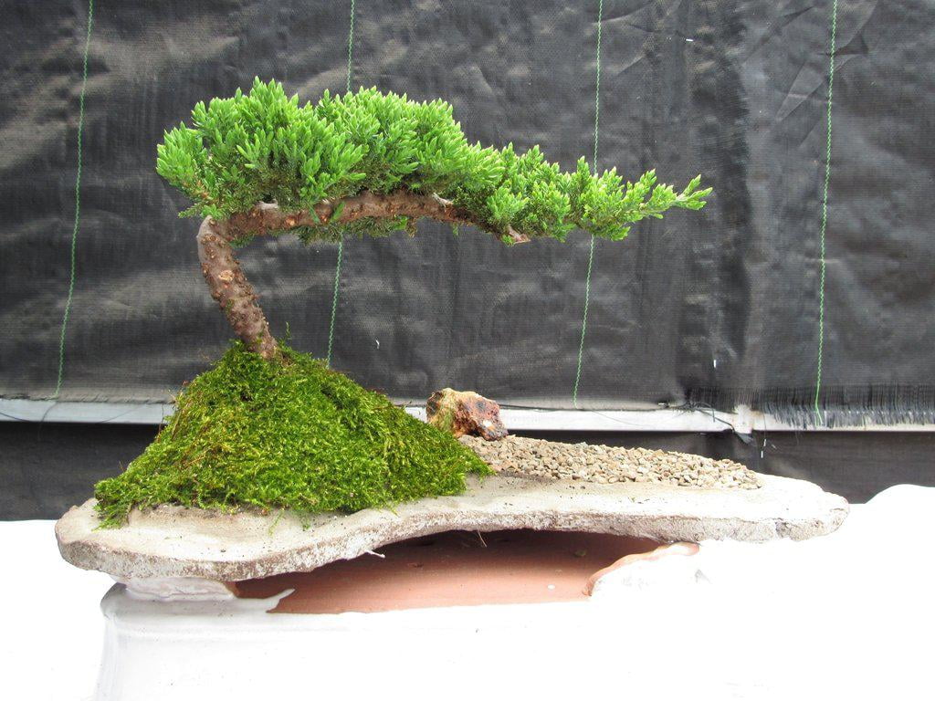 juniper bonsai tree - land & water