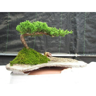 Brussel's Bonsai 1-in Feature Green Mound Juniper Bonsai Kit In Pot (With  Soil) in the Trees department at