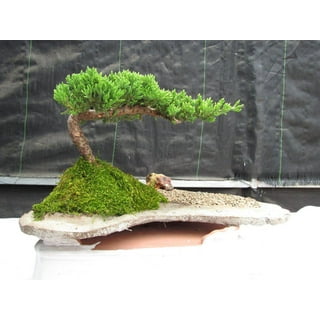 Juniper Bonsai Tree Zen Garden With Pool Fishman 