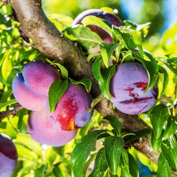 Brighter Blooms - Methley Plum Tree, 6-7 ft. - No Shipping To AK, AR, AZ, CA, CO, HI, ID, LA, OR, WA
