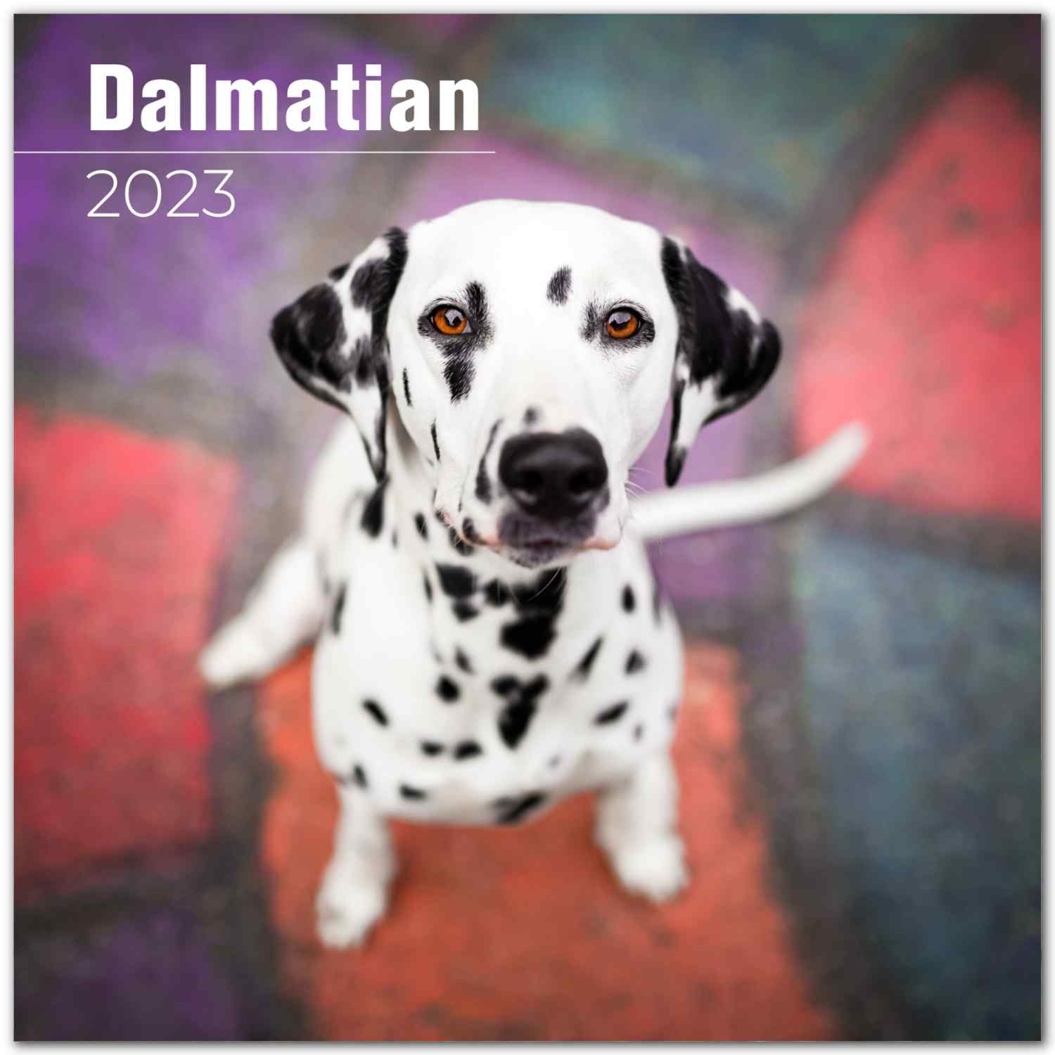 Dalmatian 2022 Dog Breed Premium Wall Calendar