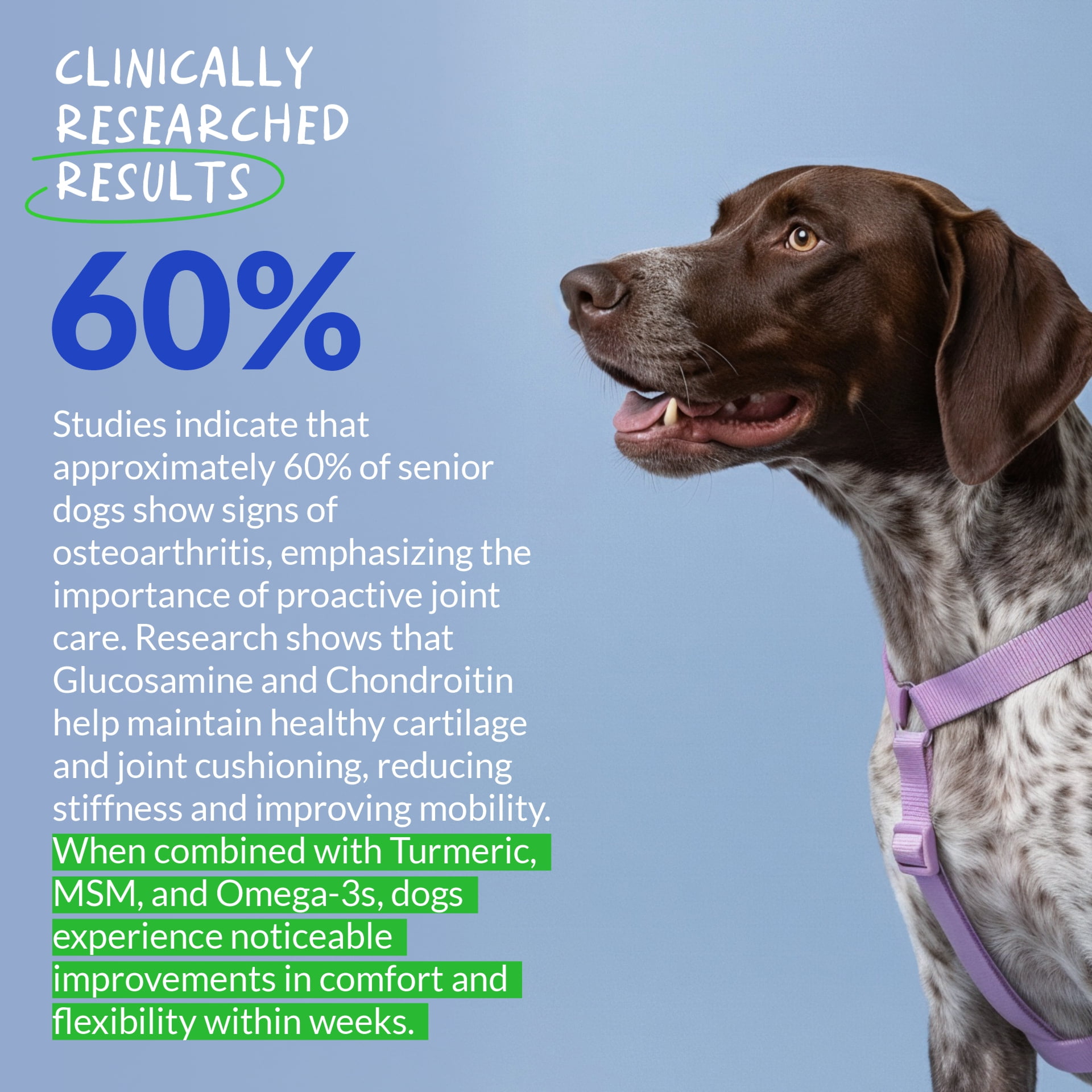 Coco and Luna Hip & Joint Supplement for Dogs - 90 Soft Chews - with Green Lipped Mussel, Glucosamine, Turmeric, Fish Oil, MSM and Yucca Schidigera (Soft Chews)