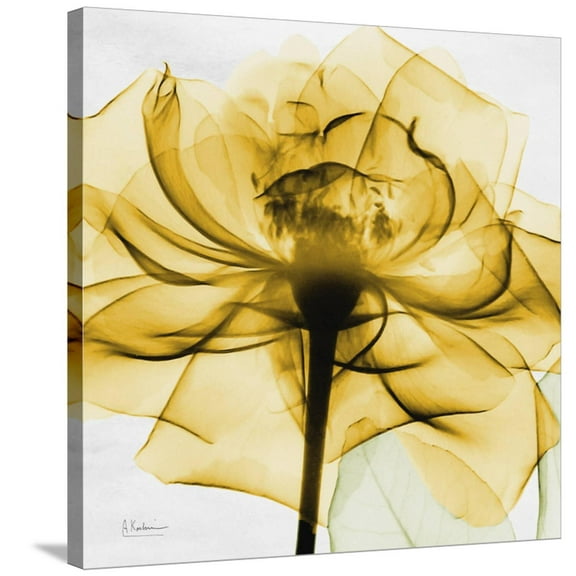 Art.com Golden Rose Close-Up Stretched Canvas Print Wall Art by Albert Koetsier, 30" x 30"