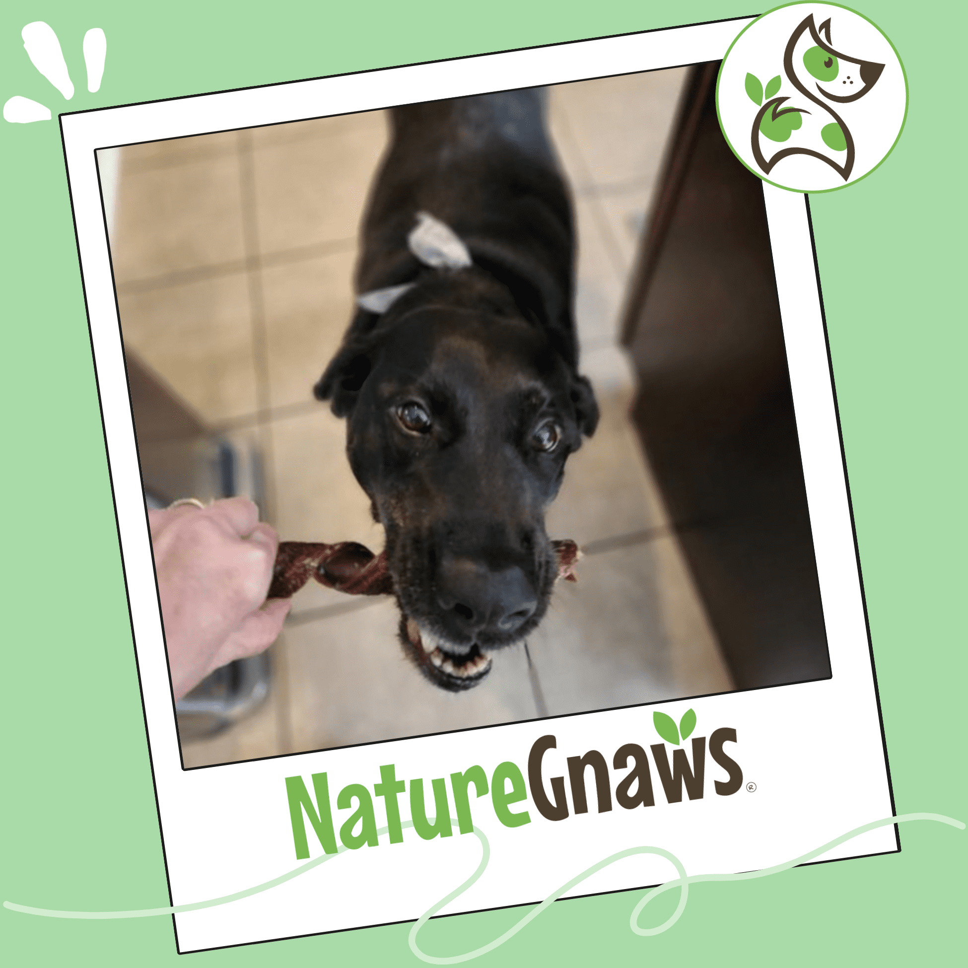Nature Gnaws Beef Jerky Springs, Natural Dog Chew Treats (6 count)
