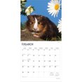 thumbnail image 3 of Guinea Pigs | 2026 12x24" (Hanging) Wall Calendar | Plastic-Free | BrownTrout, 3 of 9