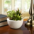 thumbnail image 2 of 7.5 in. Succulent Plants, 2 of 2