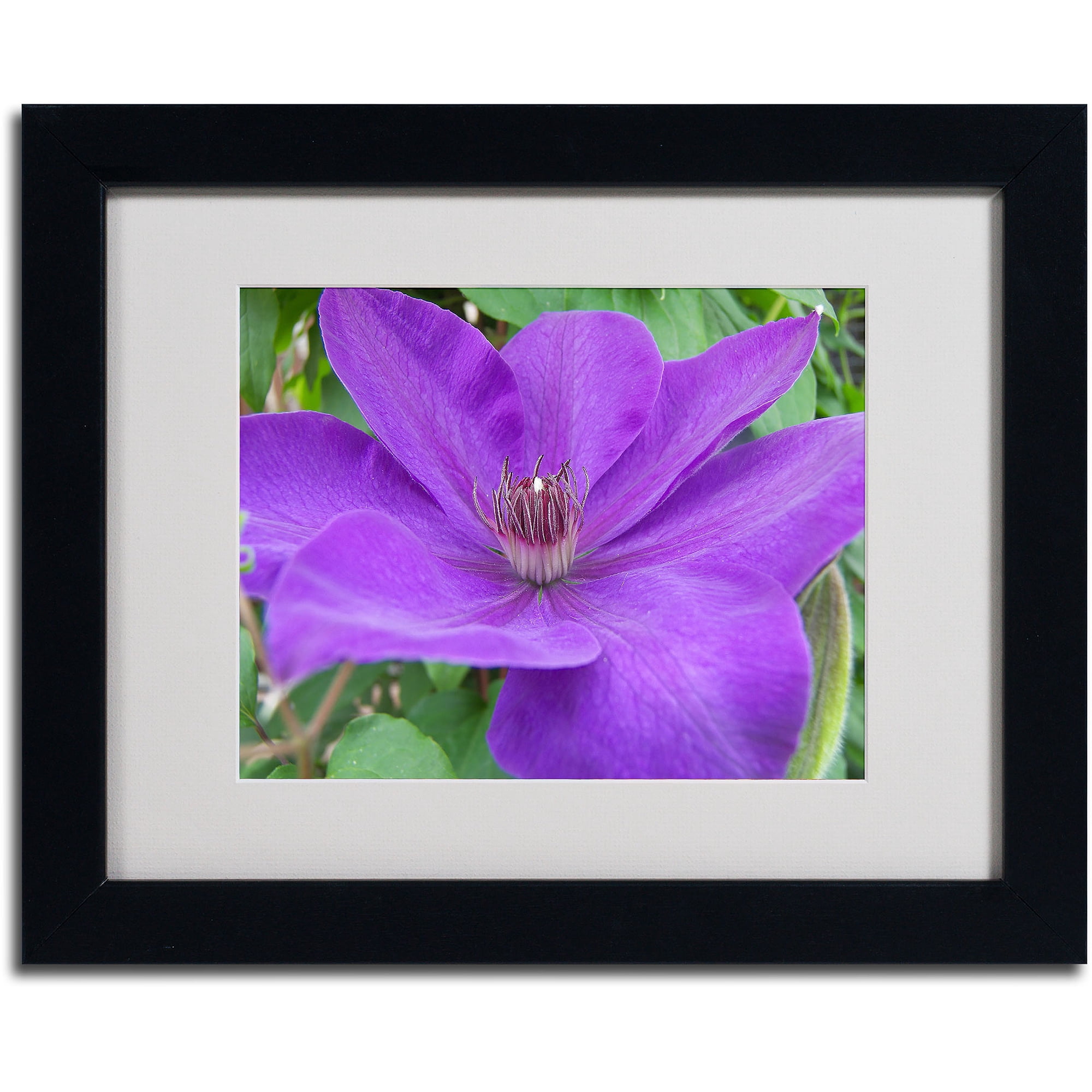 Trademark Fine Art "Purple Flower" by Monica Fleet, Black Frame