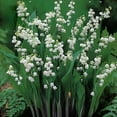 thumbnail image 4 of Classy Groundcovers, Shady White Deer Mix #1: 25 White False Spirea, 25 Lily of the Valley, collection #1 of White Blooming Plants..., 4 of 10