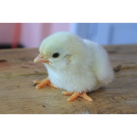 canvas print animal chick