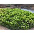 thumbnail image 6 of Carissa Holly I 1 Large Gallon Size Plant I Ilex Cornuta I Live Dense Evergreen Shrub for Hedging, Borders, and Ornamental Landscaping, Glossy Leaves and Red Berries, 6 of 7