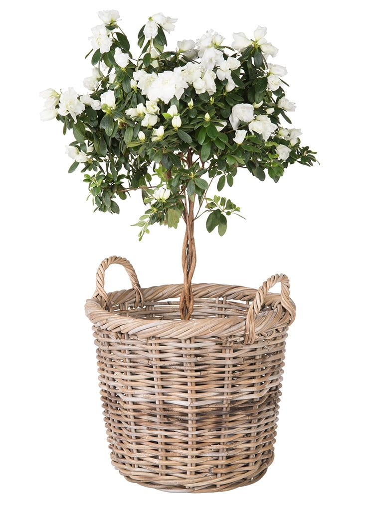 Kouboo Rattan Round Basket &, Nursery, Handwoven with Handles, Organizer, Indoor & Outdoor Planter Basket Gray-Brown