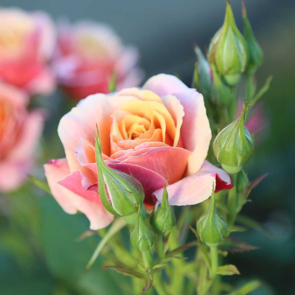 Heirloom Roses State of Grace Rose Bush - Thumbnail 4