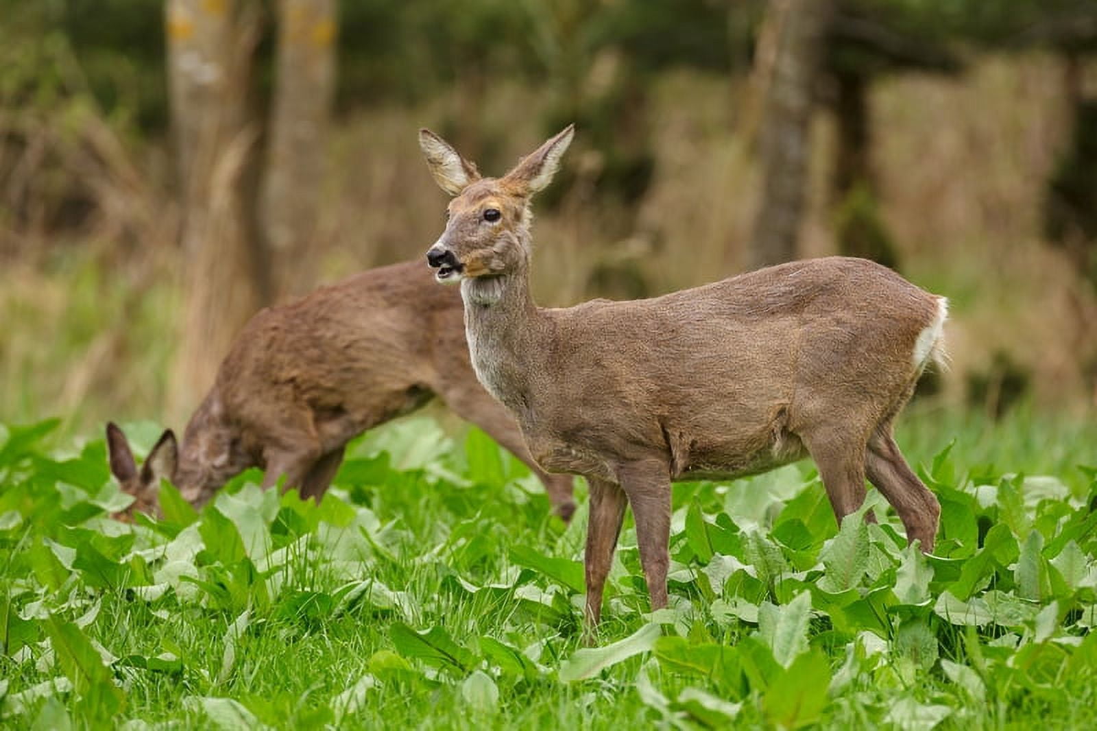 Purple Top Turnip Deer Food Plot Seeds Food Plot Non-GMO Vegetable Garden Micro Greens Seeds Whitetail Deer Green Goose 5 Lbs