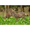 Purple Top Turnip Deer Food Plot Seeds Food Plot NonGMO Vegetable