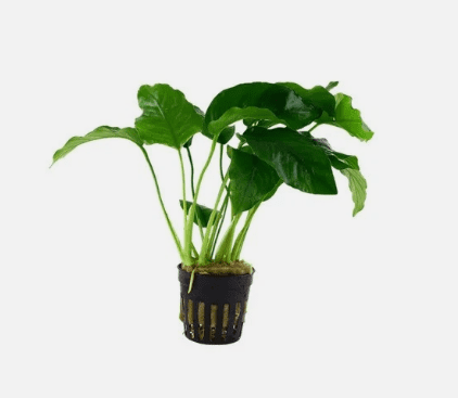 Anubias Barteri – Live Freshwater Aquarium Plant for Fish Tanks & Aquascaping - Large (4-6 Inches)