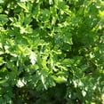 thumbnail image 3 of Parsley Plant Live for Planting, 3 Inch Pot, Live Parsley Plant, Planting in Containers, Home Garden, 3 of 6