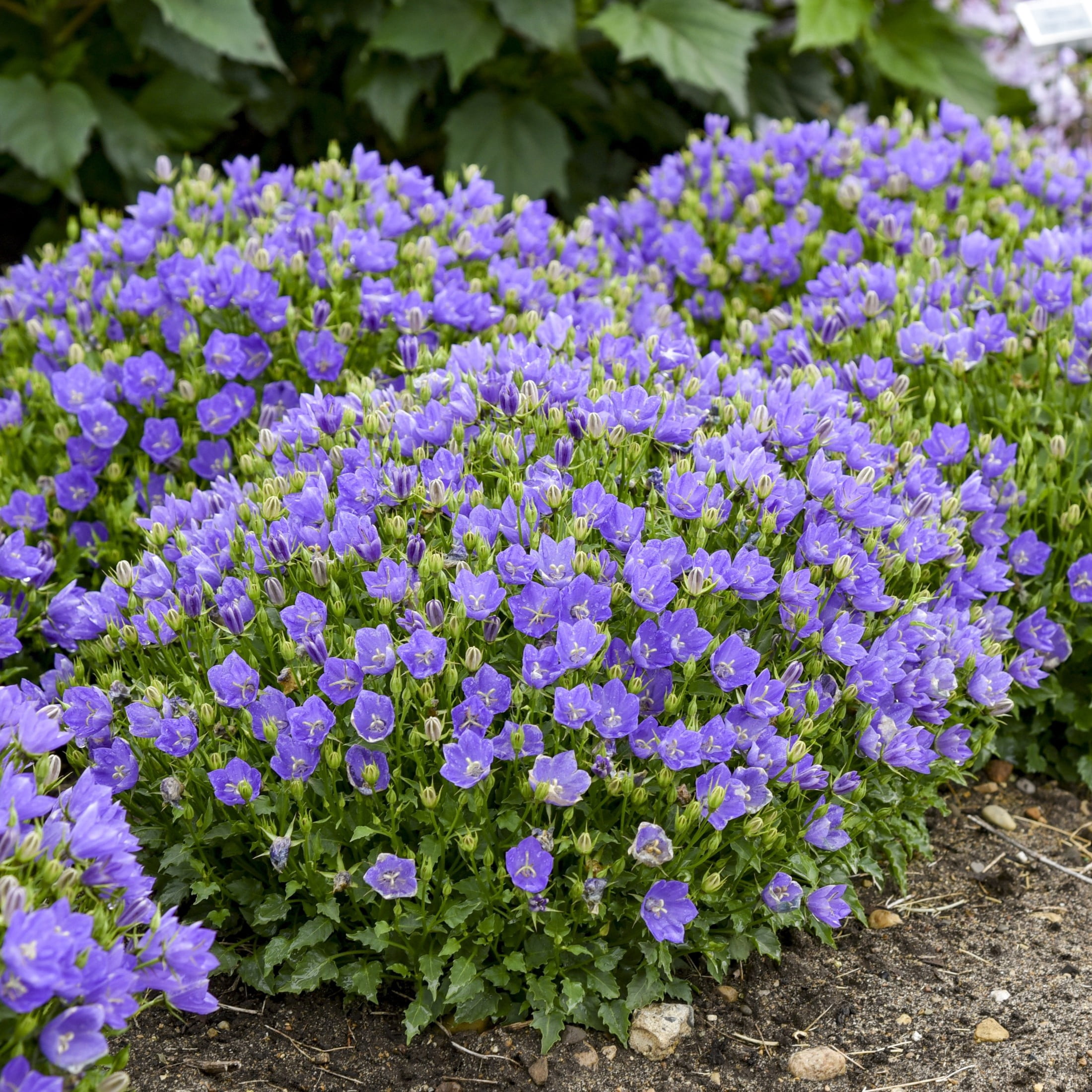 Proven Winners 6" Blue Mini Marvels Midnight Carpathian Bellflower Live Plant in 6.5" Pot
