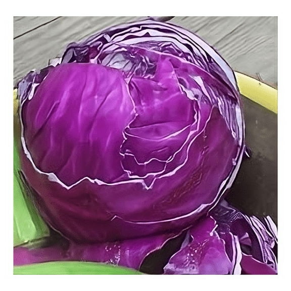 Cabbage Red Acre Great Heirloom Vegetable By Seed Kingdom BULK 1 Lb Seeds
