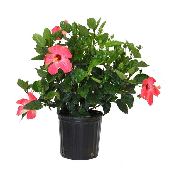 United Nursery Live Hibiscus Bush Pink Plant 18-24 inches Tall in 9.25 inch Grower Pot