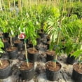 thumbnail image 2 of Gardenera Labs Premium Lychee Potting Soil Mix - Perfect Balance of Nutrients, Drainage, and Aeration for Thriving Lychee Trees - 1 Quart, 2 of 3