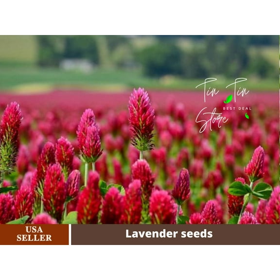 40  count seeds- Crimson Clover Seeds-#J001-Authentic Seeds-Flowers-Seeds-Rose seeds-Herb seeds-Vegetable Seeds-Mix Seeds for Plant- B3G1