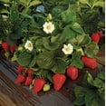thumbnail image 3 of Everbearing Strawberry Plant - 6" Pot - Berries all Summer!, 3 of 4