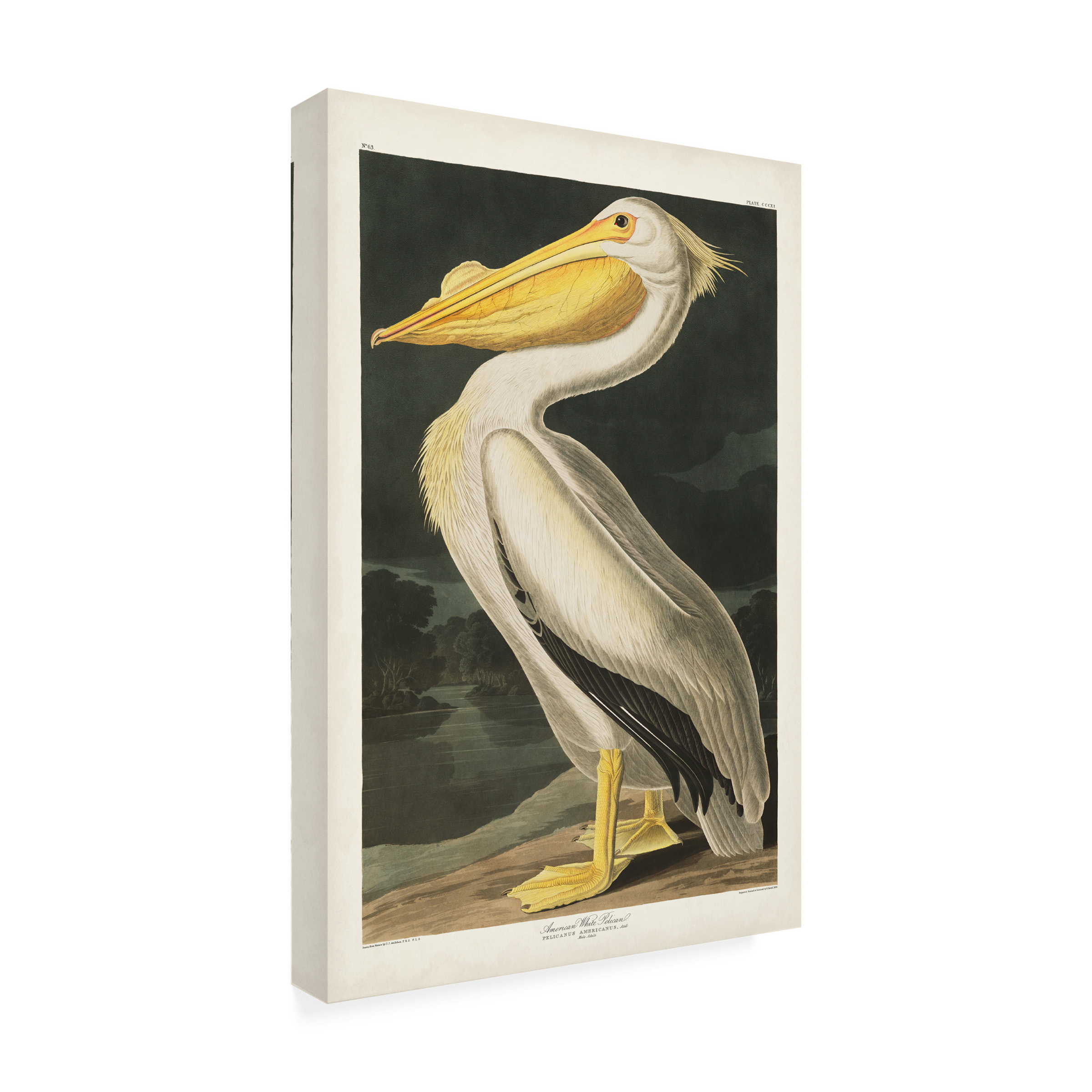 John James Audubon ' White Pelican' Canvas Art