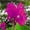 C, variant on Canna, Low Maintenance - Easy Grow - Ideal for Beds Borders, Plant Pots & Planters