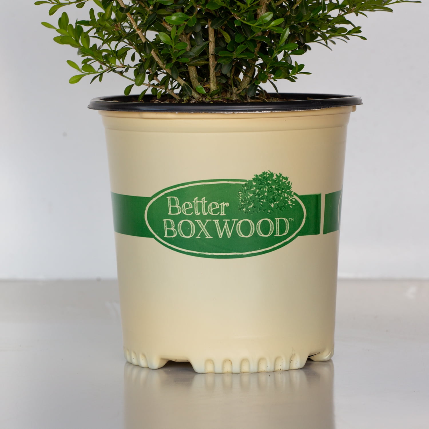 Better Boxwood Skylight (2.5 Qt.) Evergreen Full Sun Perennial Shrub with Glossy Green Foliage