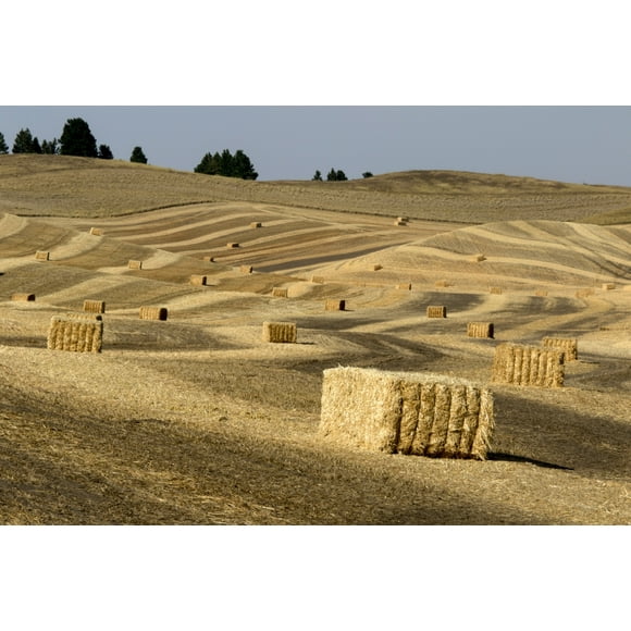 USA, Washington State, Palouse. Bales of straw in field. Poster Print by Deborah Winchester (24 x 36)
