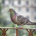 thumbnail image 3 of 100 Pcs Plastic Pigeon Foot Ring Birds Leg Rings Pigeon Foot Bands Clip Rings, 3 of 6