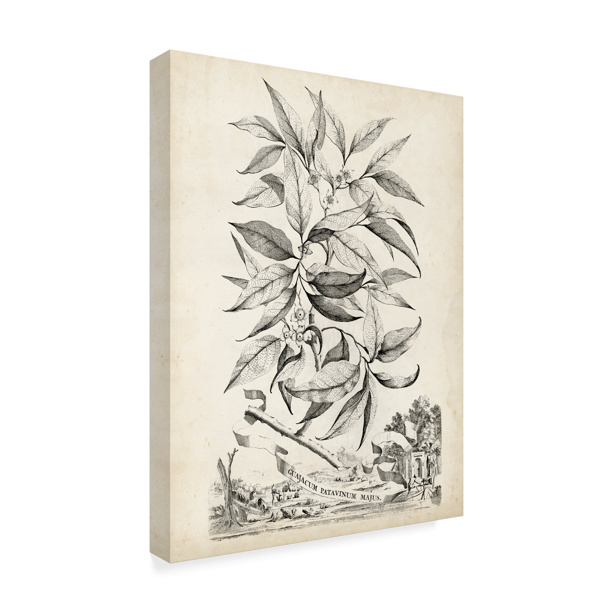 Scenic Botanical IV' Canvas Art by Abraham Munting
