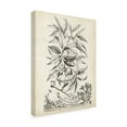 thumbnail image 2 of Trademark Fine Art 'Scenic Botanical IV' Canvas Art by Abraham Munting, 2 of 4
