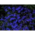 thumbnail image 3 of Seedville 200 Half Moon Lobelia/ Lobelia Erinus Flower Seed, 3 of 5