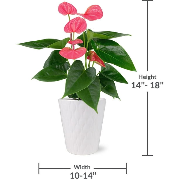 elephant ear plant types uk Elephant Ear | Giant Taro main image 1