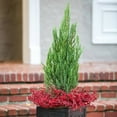 thumbnail image 6 of Expert Gardener Blue Point Juniper (2.5 Gallon) Evergreen Tree with Blue-Green Foliage - Full Sun Live Outdoor Plant, 6 of 7