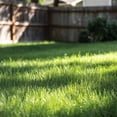 thumbnail image 4 of 8000 Zoysia Lawn Seed, Slow-Growing Grass for Yard, 4 of 5