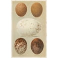thumbnail image 3 of Seehohm, Henry 16x24 Black Modern Framed Museum Art Print Titled - Antique Bird Egg Study III, 3 of 5