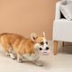 thumbnail image 2 of Adorable muñeca interactiva para perros y gatos. Juguete masticable suave y gracioso para cachorros estresados. Compañero adorable. Actividad enriquecedora para animales., 2 of 6