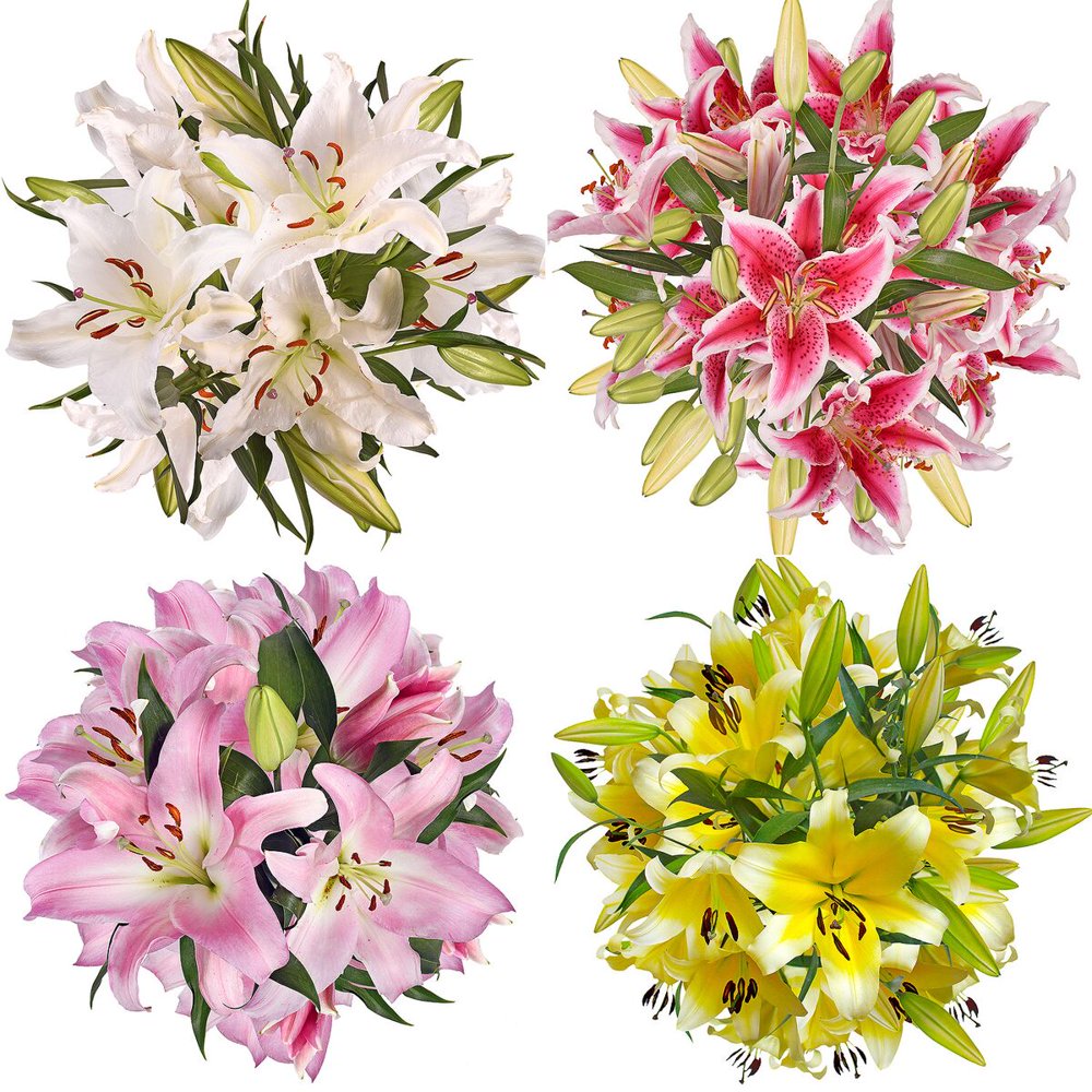 Assorted Colors Oriental Lilies Fresh Cut Flowers 20 Stems by