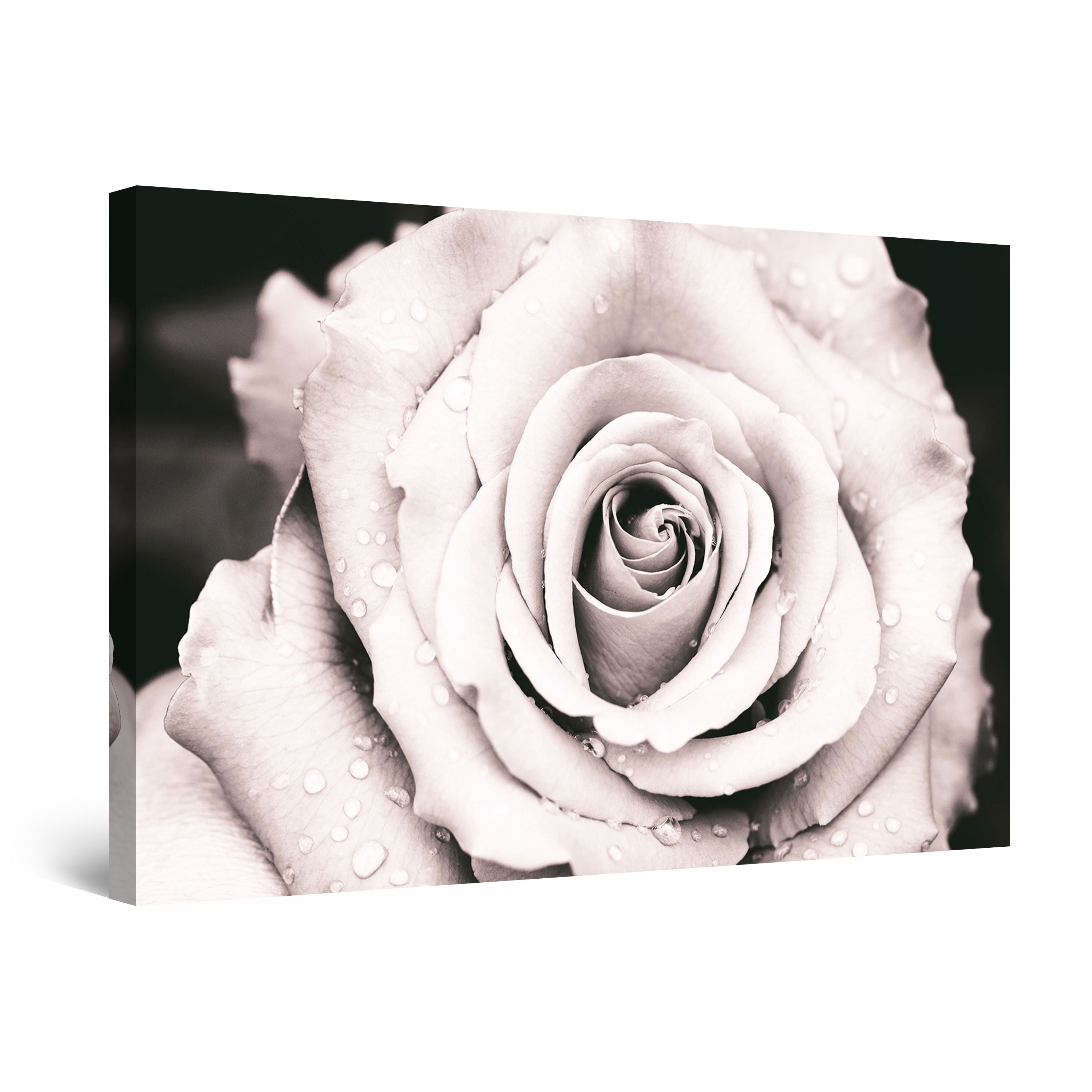 Startonight Canvas Wall Art Abstract - Dew Drops on the Open Rose ...