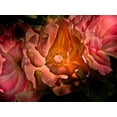 thumbnail image 2 of Carson, Brian 32x25 Gold Ornate Wood Framed with Double Matting Museum Art Print Titled - Pink Camelia II, 2 of 4