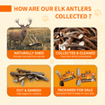 thumbnail image 6 of Tibetan Dog Chew Whole Antler Small Pack, Natural Elk and Deer Chews for Small Dogs, 6 of 10