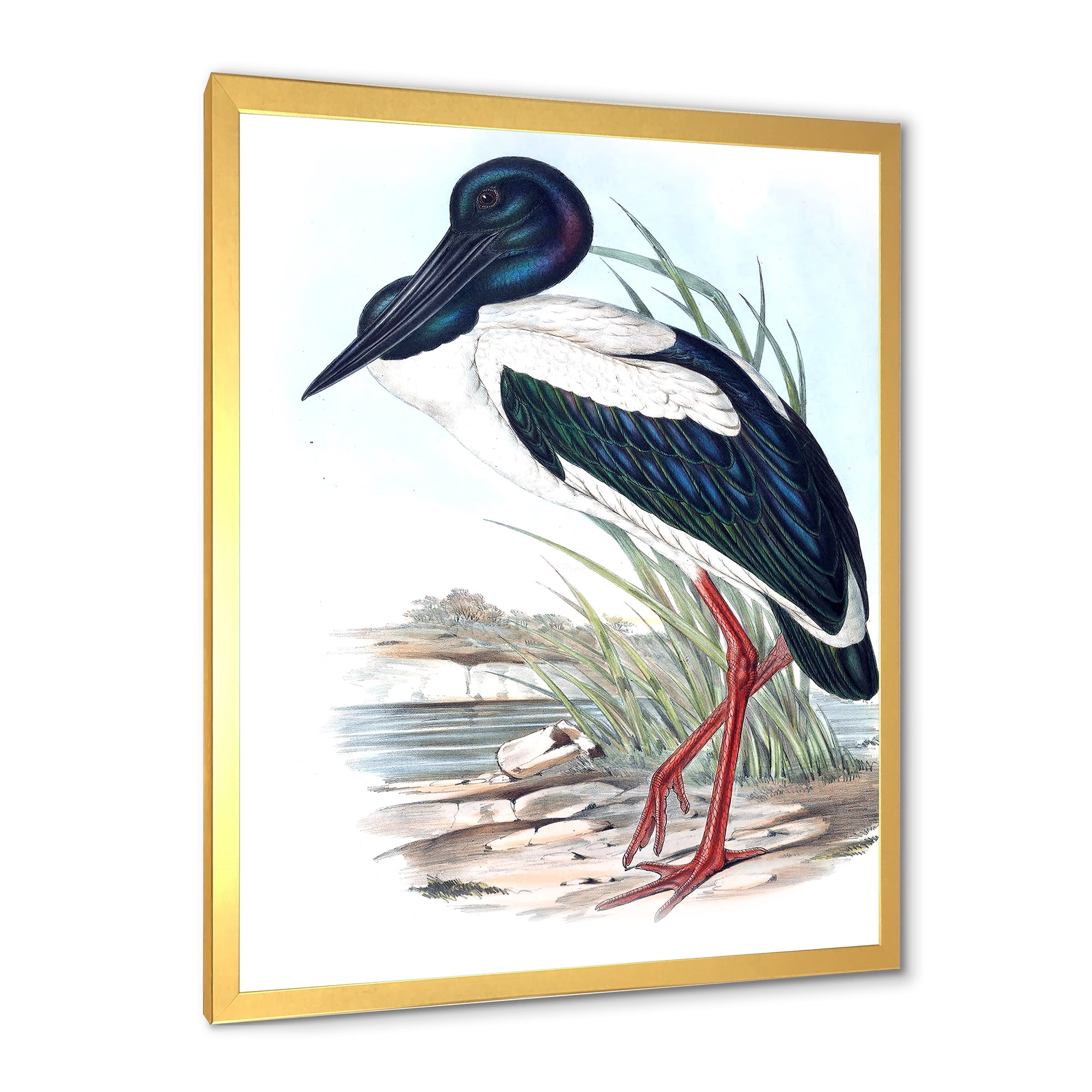 Designart 'Australian Vintage Birds I' Traditional Framed Art Print