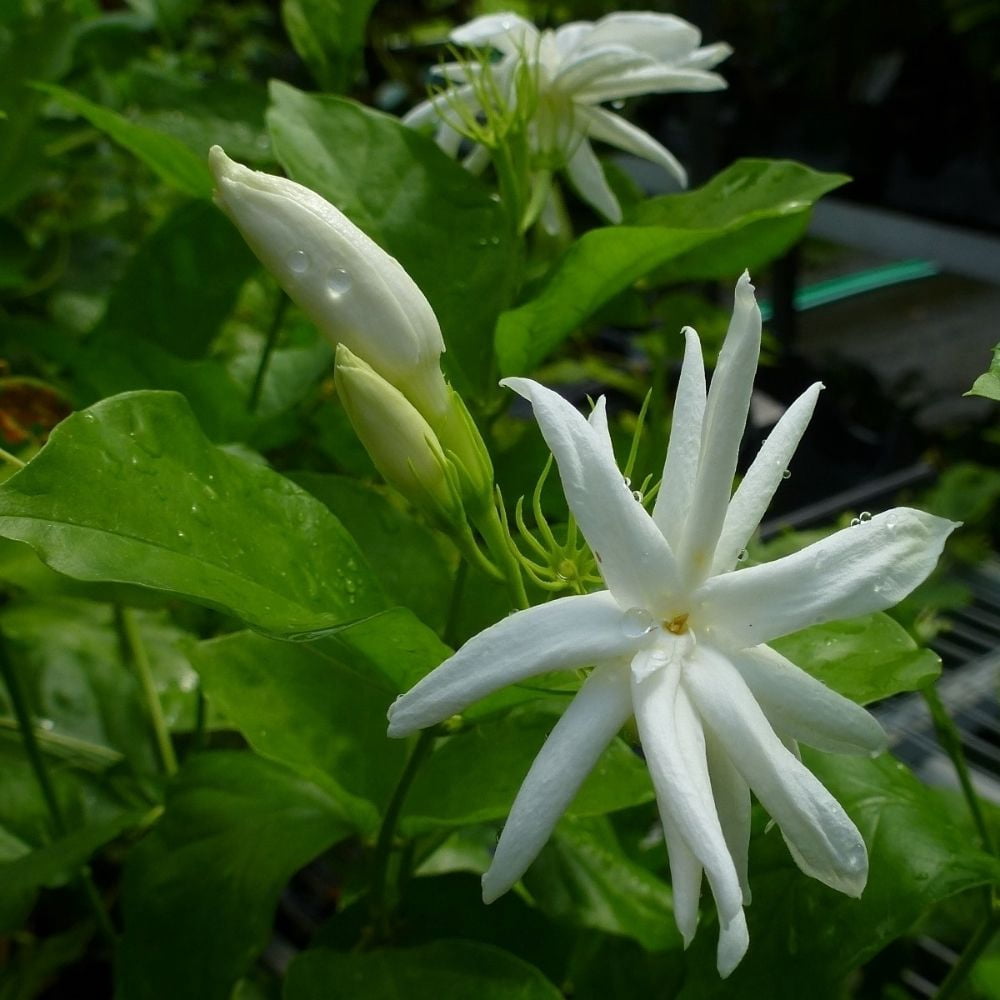 Belle of India Jasmine Plant Live 4 - 9 Inches Tall, Jasmin Flower Plant Live for Outdoor Planting