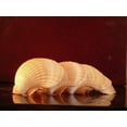 thumbnail image 2 of 24 Large Mexican Deep Cup Scallop Shells (3-3.5") Baking, Beach Crafts & Decor, Restaurant Style Seafood Appetizer, 2 of 5